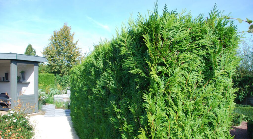 What To Do If The Thuja Hedge Has Died?