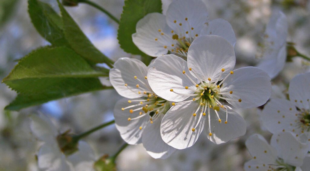 A Hedge With A Long Flowering Period