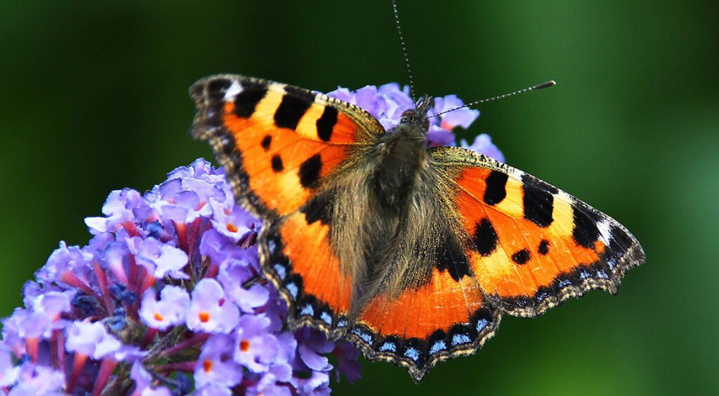 How Long Do Hedge Plants Bloom?