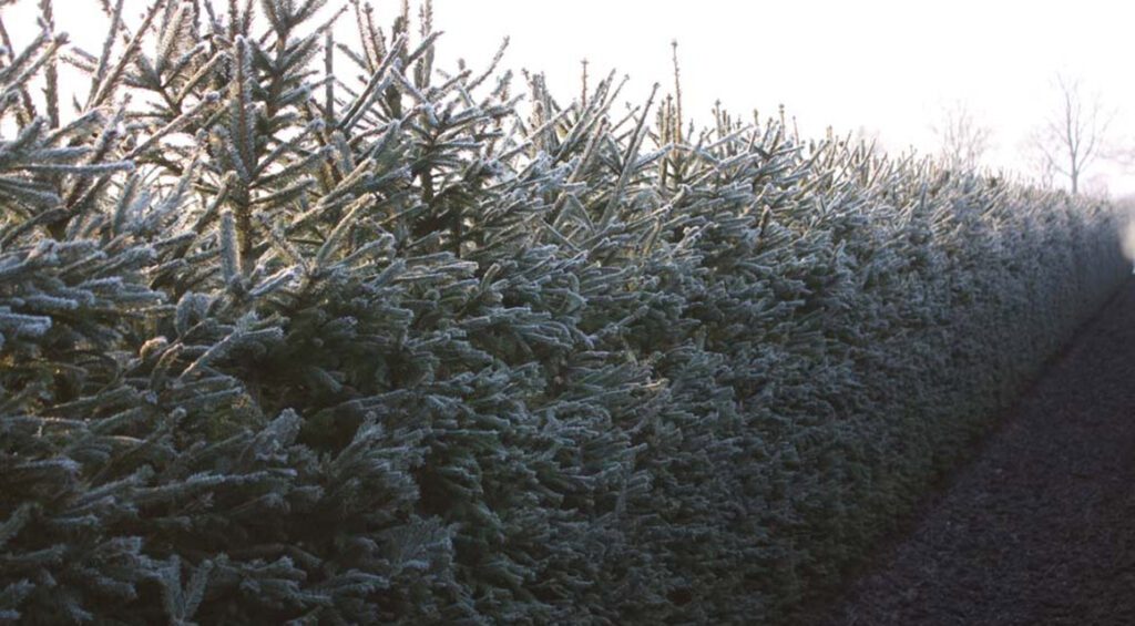 Can You Transplant Conifers?