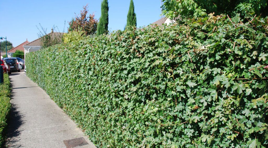 Which Hedge Plants Suits A Child-friendly Garden?