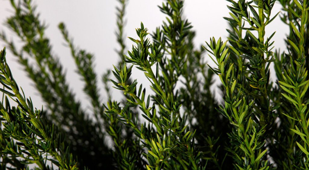 What Is Good About Yew Hedges?