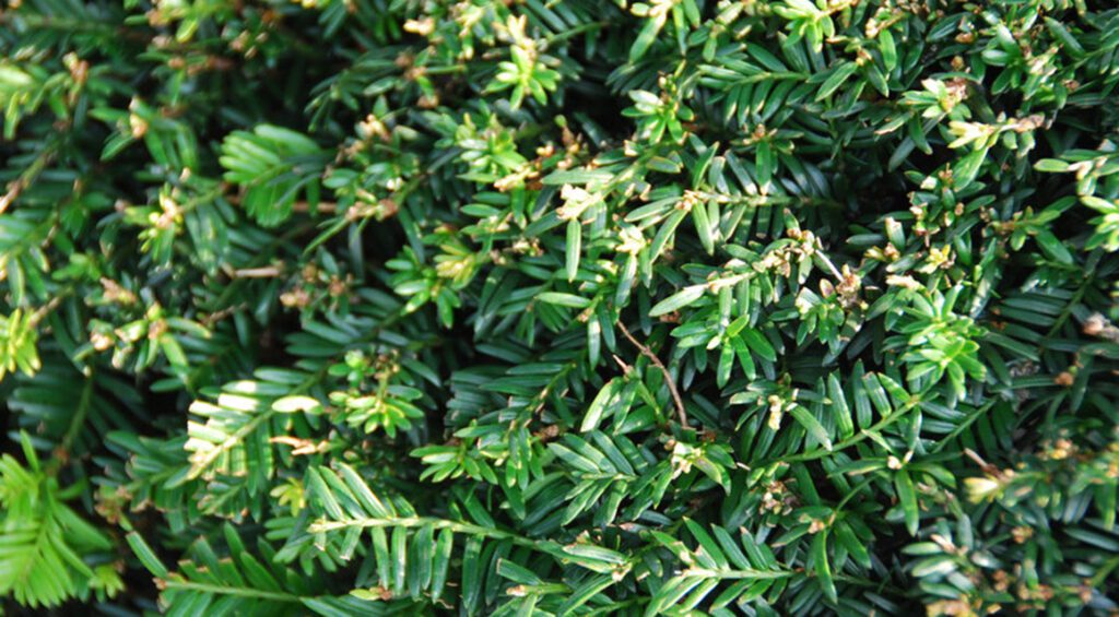 The Best Varieties Of Yew For A Hedge