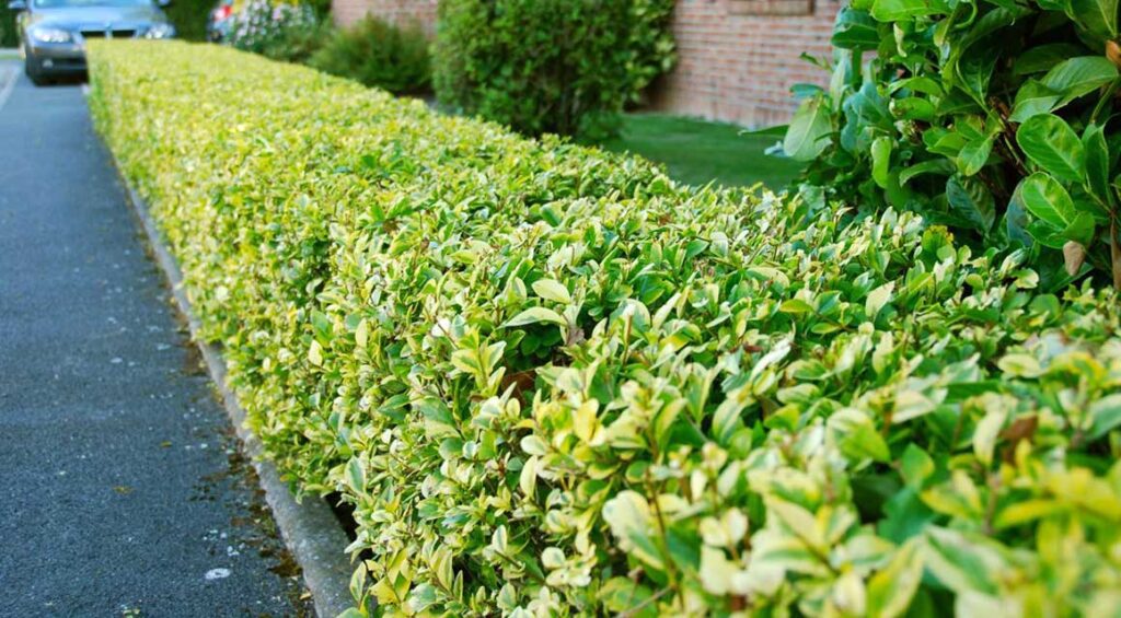 Hedge Plants For Problematic Areas