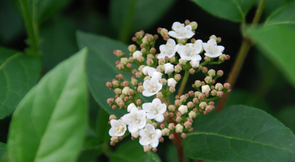 These Hedge Plants Bloom In The Spring