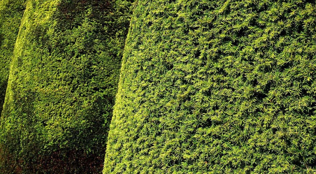 The Best Hedge Plants For Low Hedges