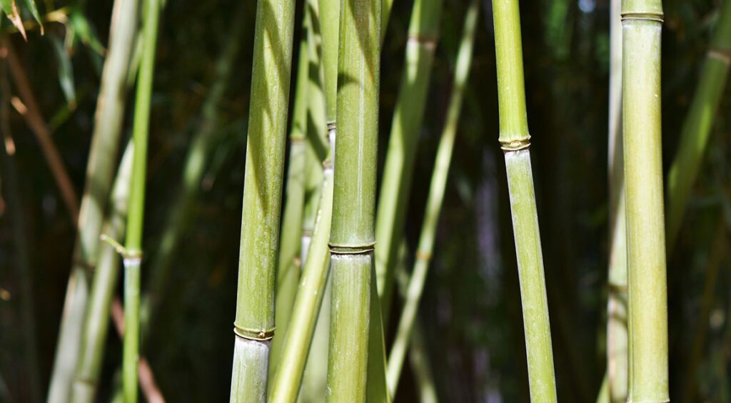 Is Bamboo A Good Idea For A Hedge?