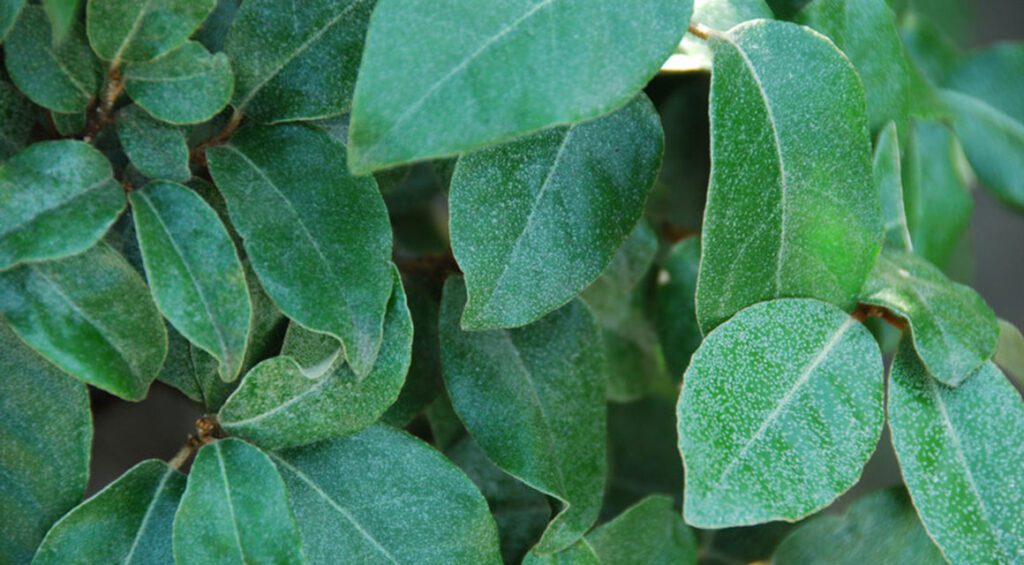 What Hedge Remains Green In Winter?