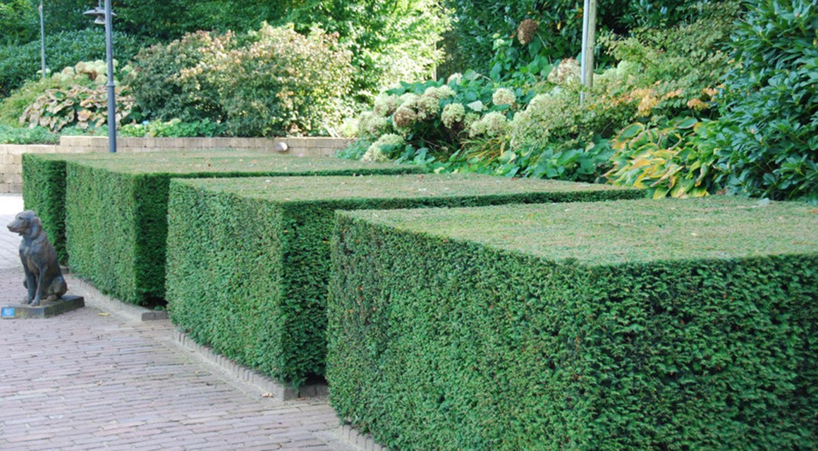 How Quickly Do Yew Hedges Grow - Gardeninguru