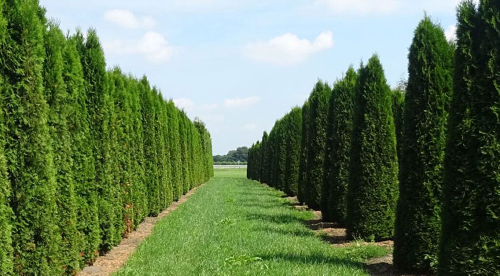 How And When To Plant Thuja (Tree Of Life)?