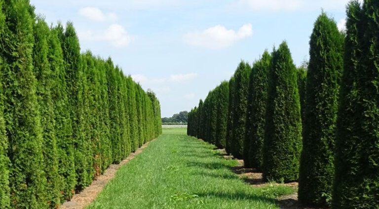 How And When To Plant Thuja (Tree Of Life)? - Gardeninguru