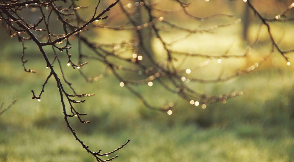 Why Pruning Is Best In Rainy Weather