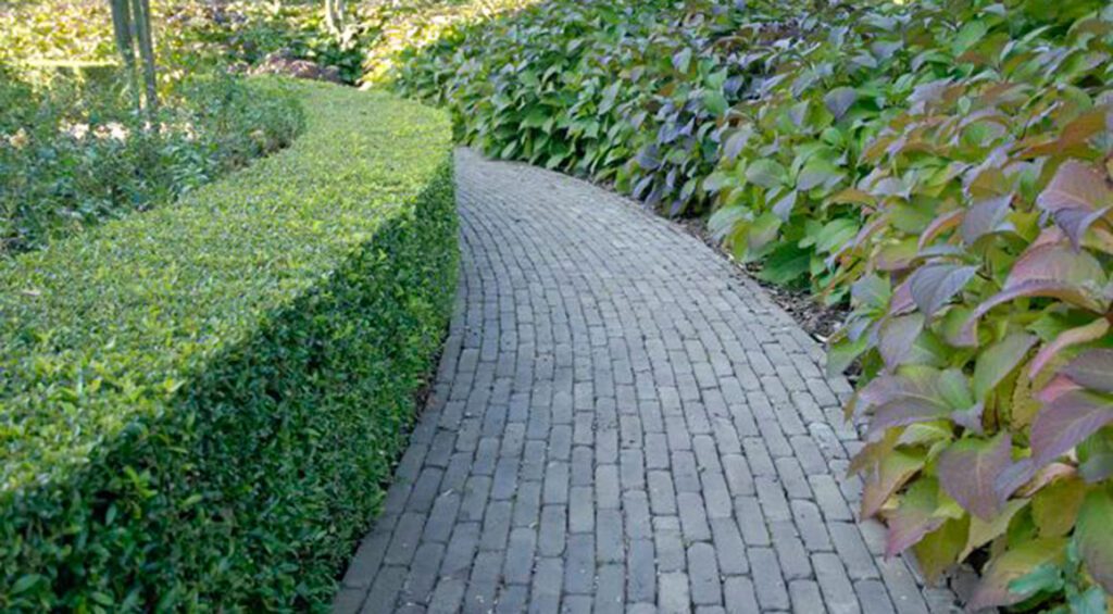 How To Choose The Right Hedge Plant For Your Garden