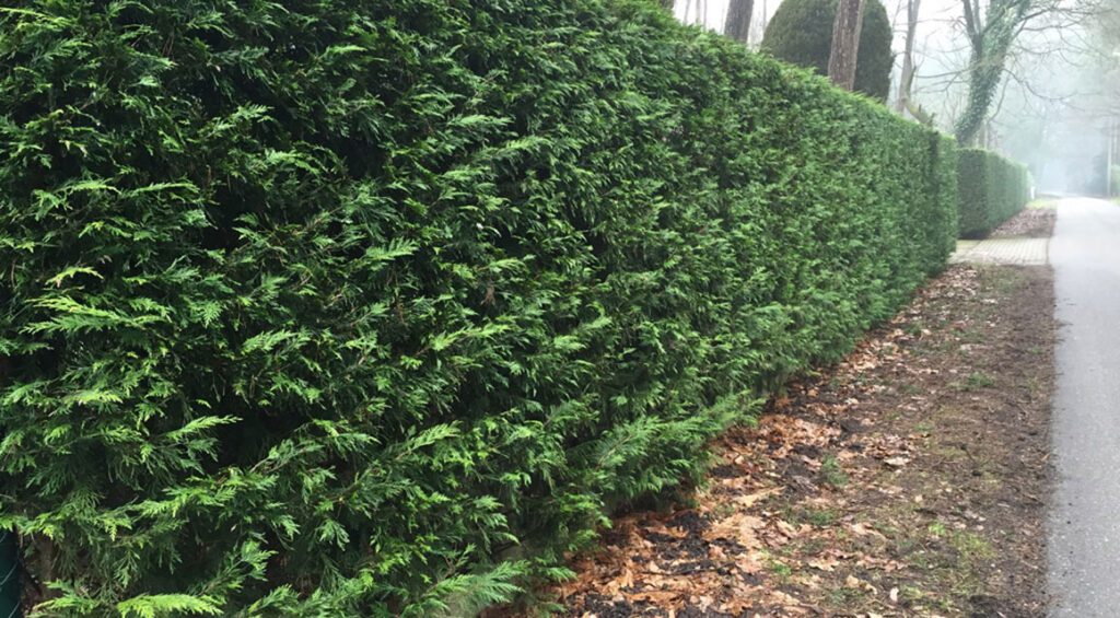 Do Conifers Make For A Good Hedge?