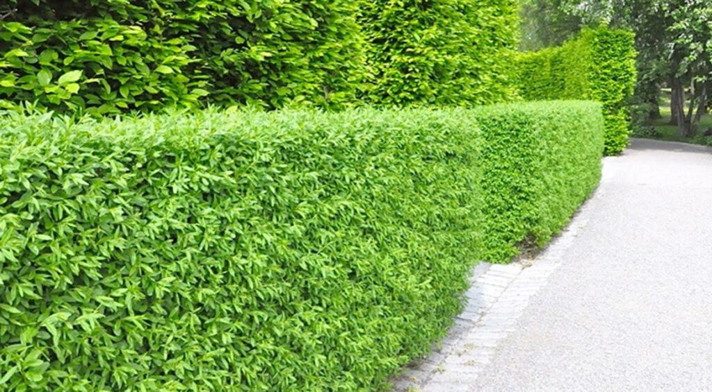 Why Is The Privet Hedge So Popular?