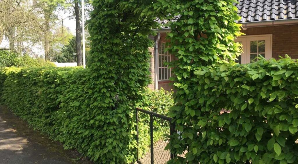 Mixed Hedge: Evergreen And Deciduous?