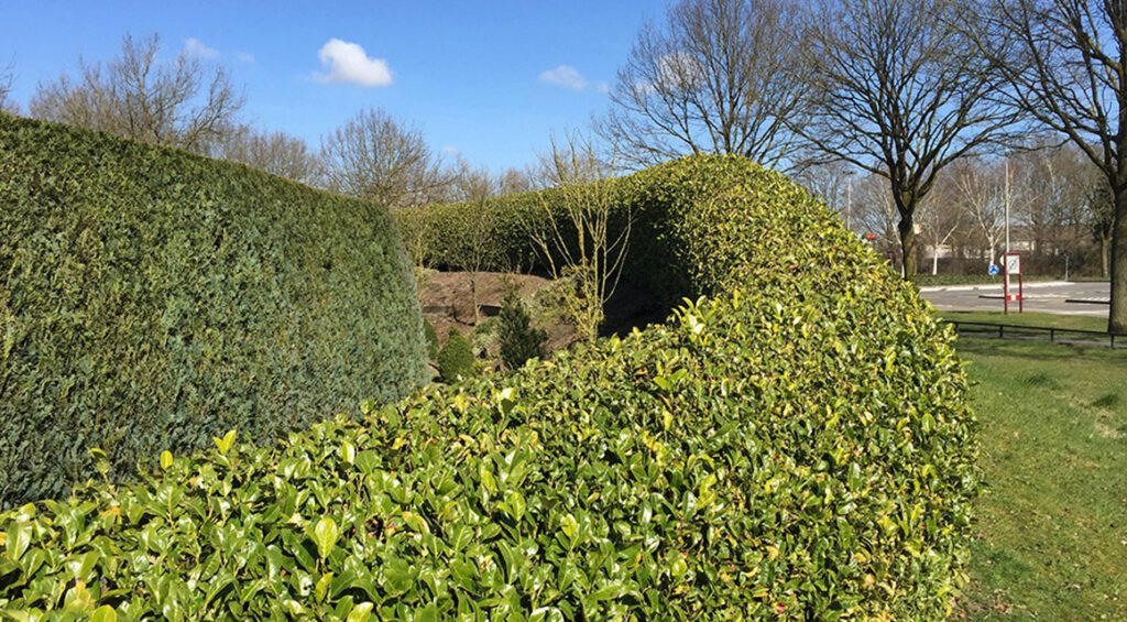 Good Reasons For A Cherry Laurel Hedge