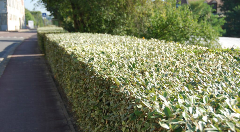 Hedge Plants That Have Edible Berries