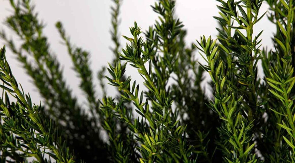 Five Interesting Uses Of A Yew Tree