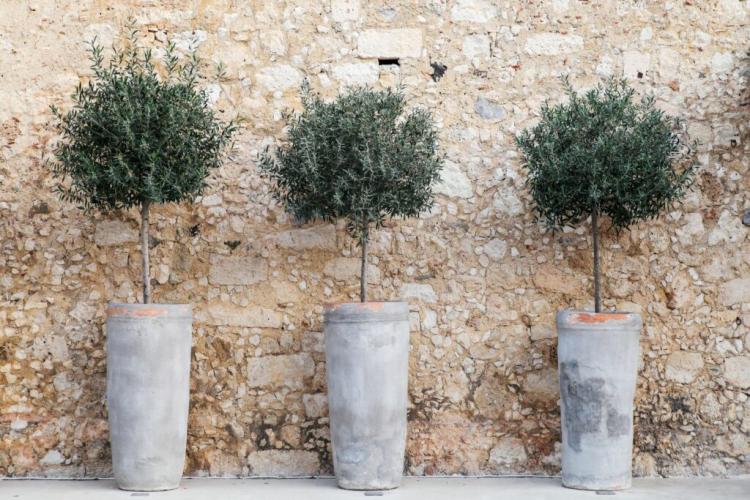 3 Ways To Keep Your Olive Tree Safe In Winter