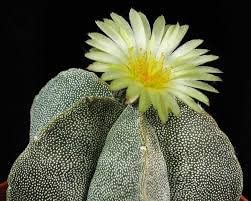 How Do You Care for a Bishop's Cap Cactus?