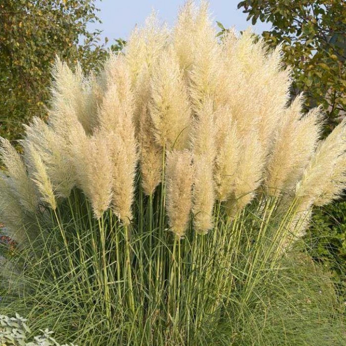 What Conditions Do Pampas Grass Need?
