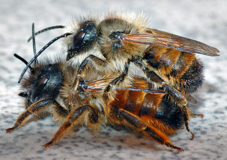 Why Are Mason Bees Important