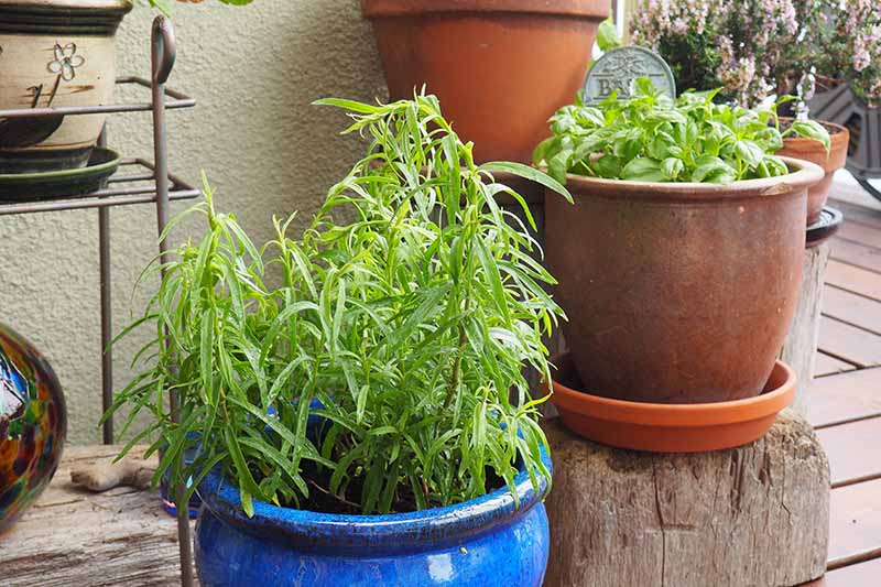 Tarragon How to Grow in a Pot