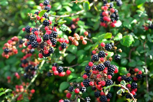 Blackberries From The Forest - Wild And Healthy