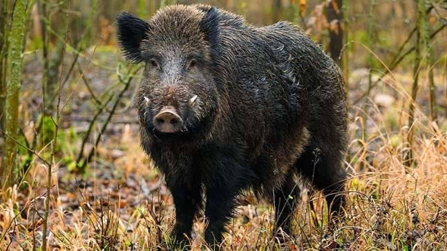8 Tips To Drive Away Wild Boars From The Garden
