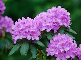 Should You Cut Back Rhododendron?