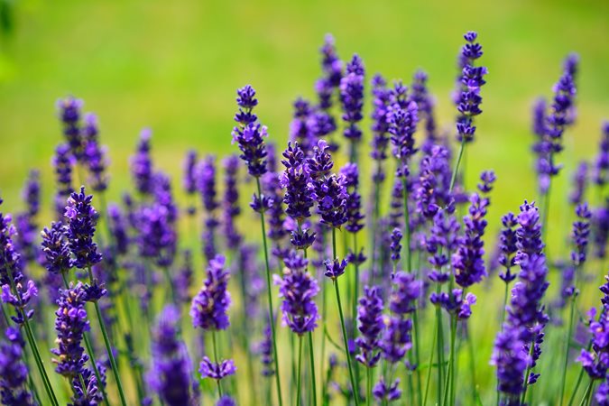 How Often Should Lavender Be Pruned?