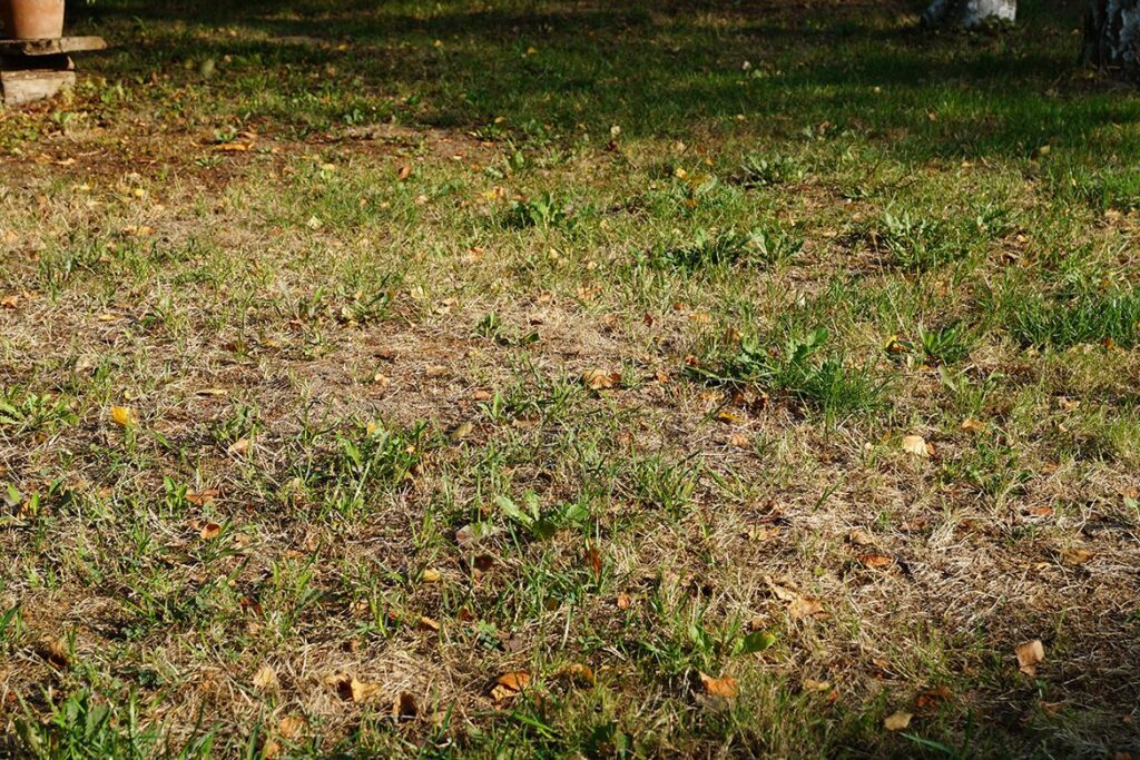 First Aid for Burnt Lawns and How to Prevent Heat Damage
