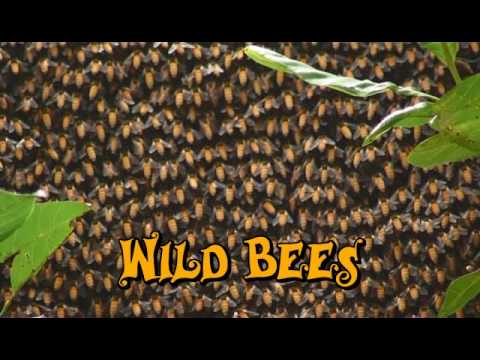 Wild Bees Often Fly Under Our Radar