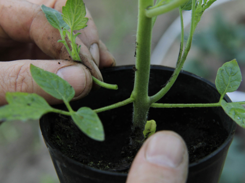 What do you mean by " pricking out tomatoes "?