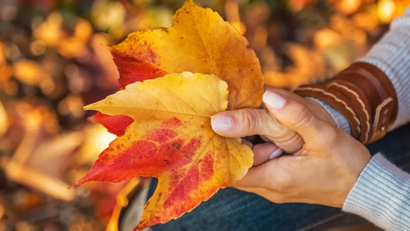 Soil Care in Autumn: What to Bear in Mind