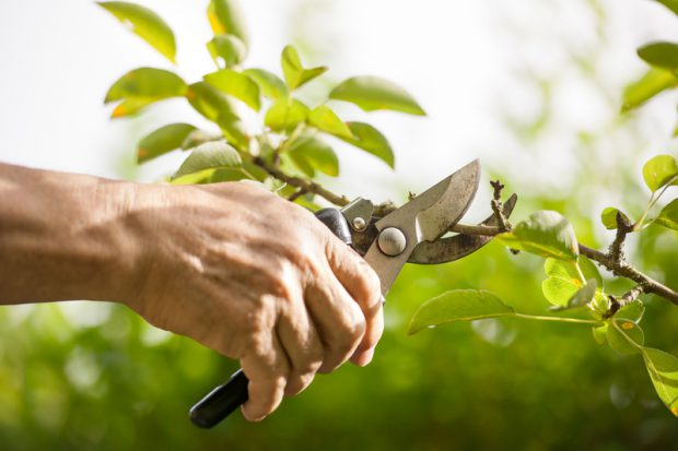 Care for and Prune Fruit Trees