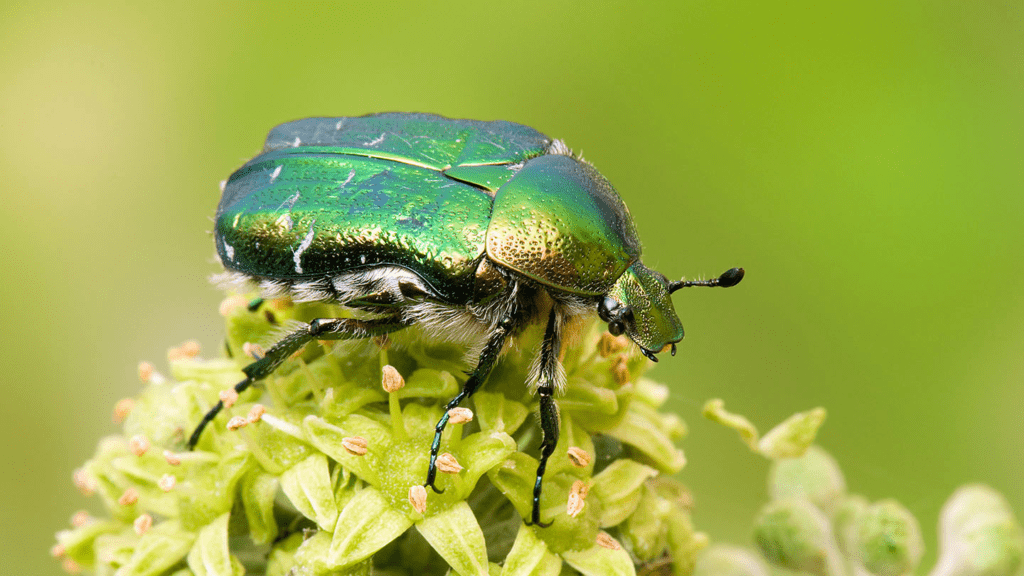 Beetles in the Garden: Beneficial Insects and Pests