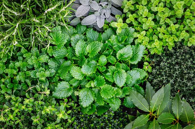 The World of Aromatic Herbs