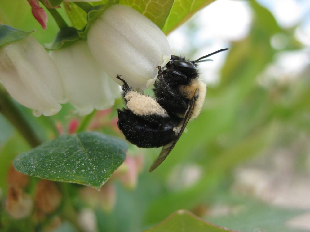 Wild Bees - the Unknown Helpers