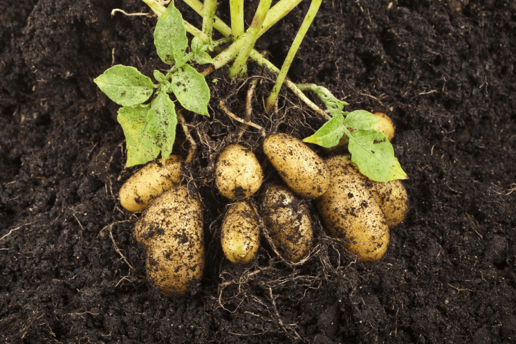 Growing Potatoes On The Balcony