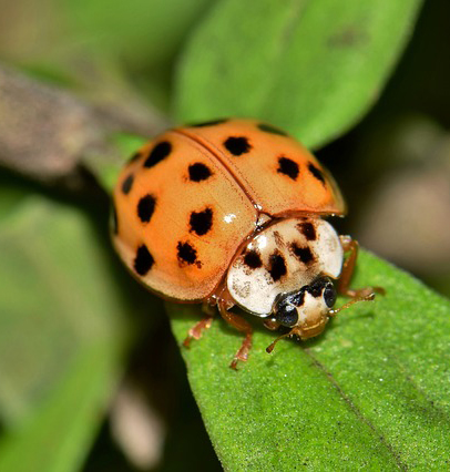 5 Beneficial Insects That Enrich And Protect The Garden