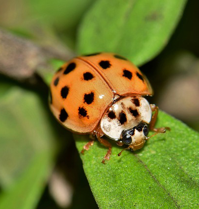 Beneficial Insects That Enrich And Protect The Garden