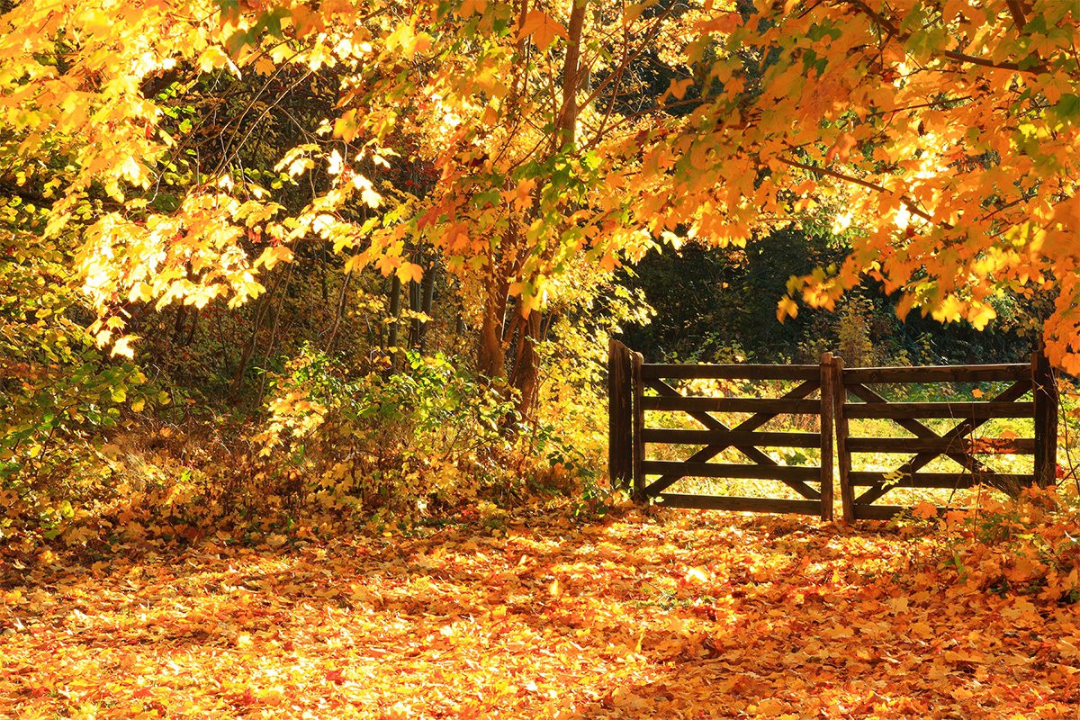 thinking-through-indian-summer