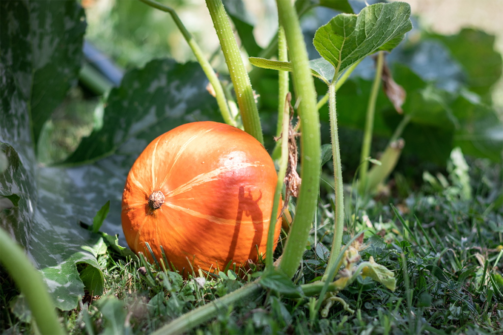 Edible Pumpkins: Varieties for Every Taste