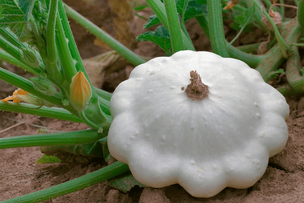 Edible Pumpkins: Varieties for Every Taste