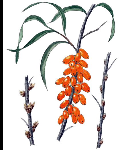 Sea Buckthorn in the Garden: Plant, Care & Harvest