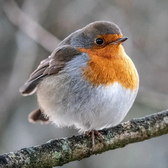 Should You Feed Robins In Winter?