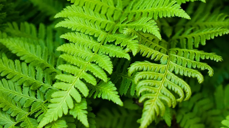 What Kind Of Ferns Thrives Indoors?