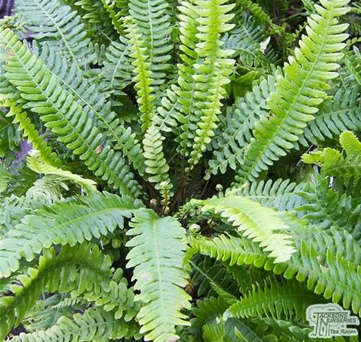 How Do You Plant a Fern?
